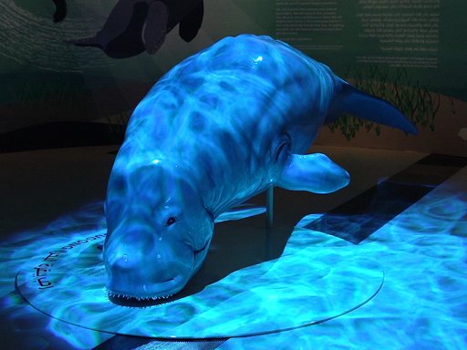 A still image taken from Seagrass Tales, Dugong Trails exhibition video