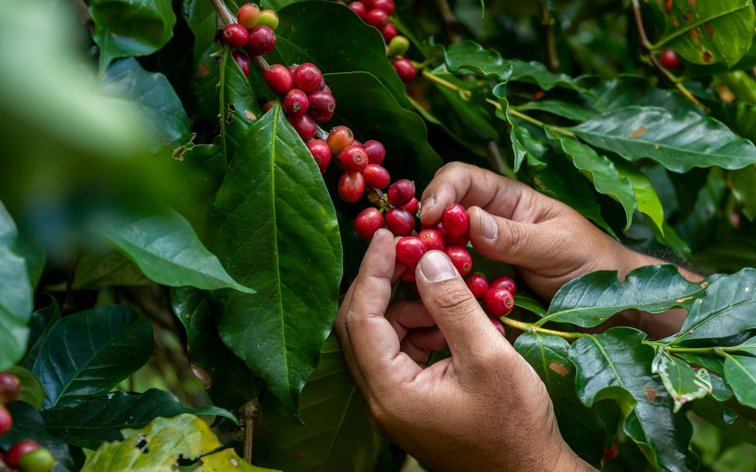 Hands picking coffee beans from a tree.