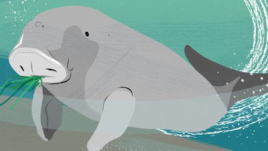 An illustration showing a dugong's black eyes and small ears