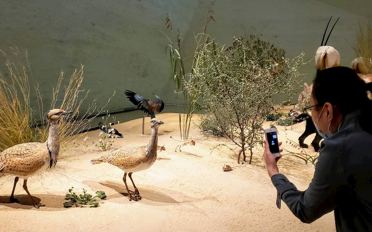 صورة لإحدى زائرات متحف قطر الوطني تلتقط صورة لمعروضات الحياة البرية