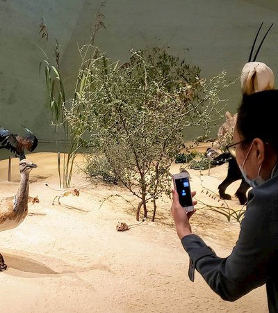 A photograph of a female visitor to NMoQ taking a picture of the wildlife exhibits