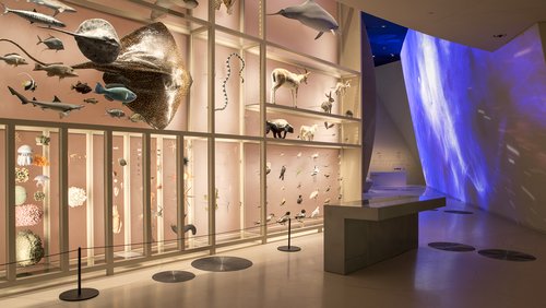 A view of NMoQ's gallery showcasing Qatar's diverse aquatic life