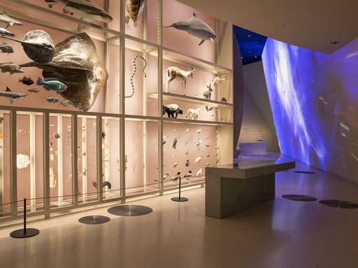 أحد صالات العرض في متحف قطر الوطني الذي يعرض حيوانات من مياه قطر