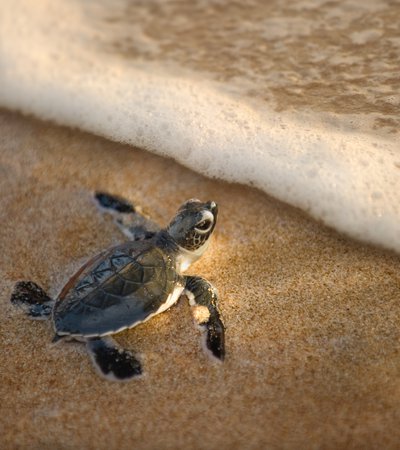 Turtle at the shoreline