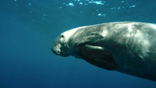 لقطة من فيديو أبقار البحر: حيوانات بحرية مبهرة ومهددة بالخطر، تعرض أبقار البحر تحت الماء