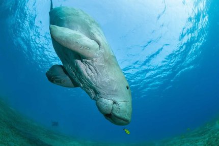 An underwater shot of a dugong showing its thick skin, large body and small fins