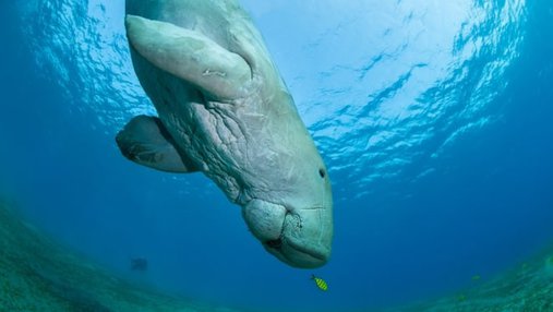 Dugong diving deep in the sea