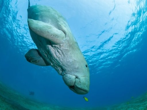 Dugong diving deep in the sea