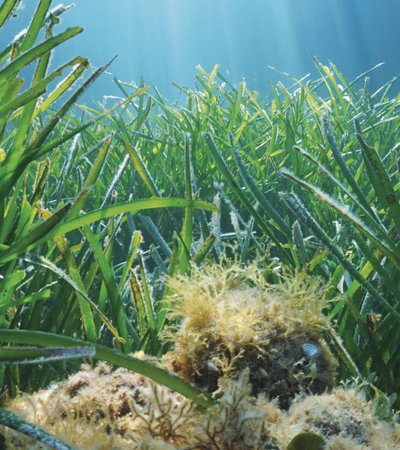A healthy underwater seagrass meadow