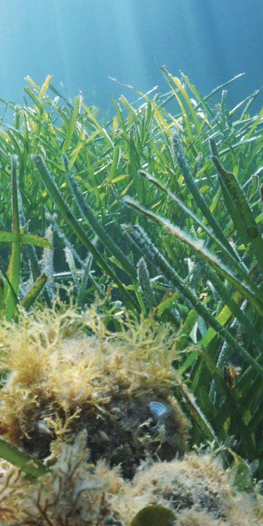 A healthy underwater seagrass meadow