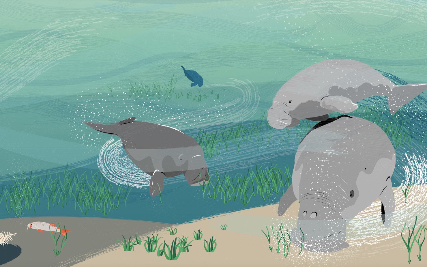An illustration showing a group of dugongs swimming under the sea