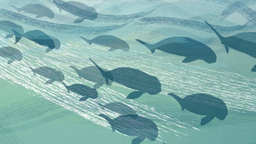 An illustrated group of dugongs swimming including mothers with calves