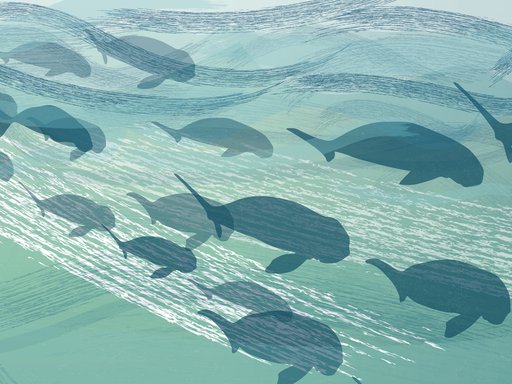 An illustrated group of dugongs swimming including mothers with calves