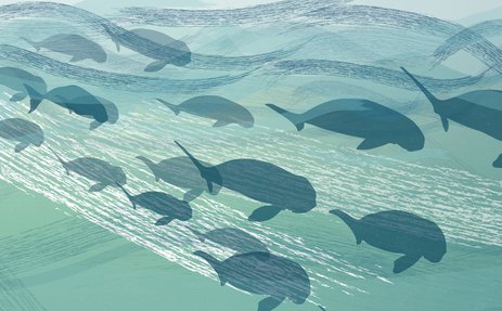 مجموعة مصورة من أبقار البحر تسبح برفقة عجولها