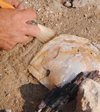 A close-up shot of an archeologist's hand as it brushes a half-buried fossil.