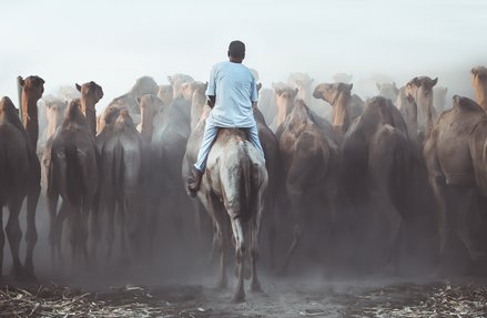 A view of a man riding on a camel as he drives a large herd of camels forward.