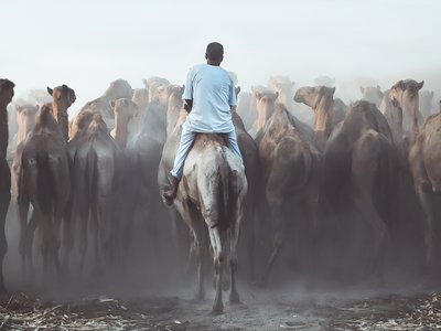 A view of a man riding on a camel as he drives a large herd of camels forward.