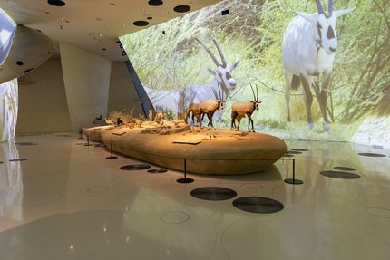 مجموعة من مجسمات الحيوانات في إحدى صالات متحف قطر الوطني ويظهر حيوان المها على شاشة العرض على الجدران