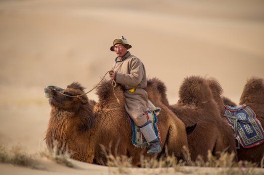 A man wearing a hat is riding a camel, behind him several camels follow