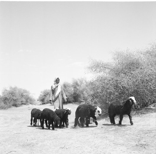 A black and white picture of a shepherd, behind him a number of sheep follow in midst of desert bushes