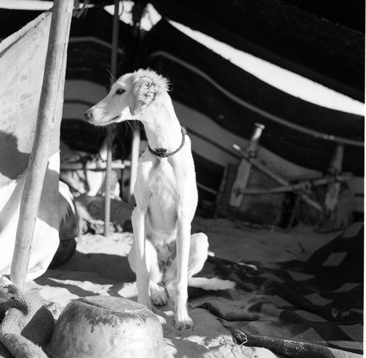 A dog standing at the entrance of a tent, in front of the dog is an upside down cooking pot