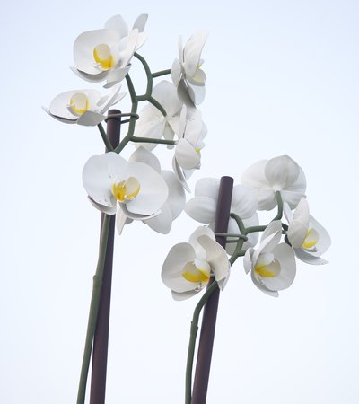 Large installation of two orchids