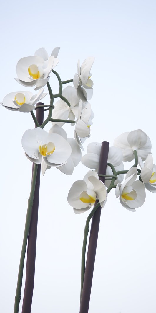 Large installation of two orchids