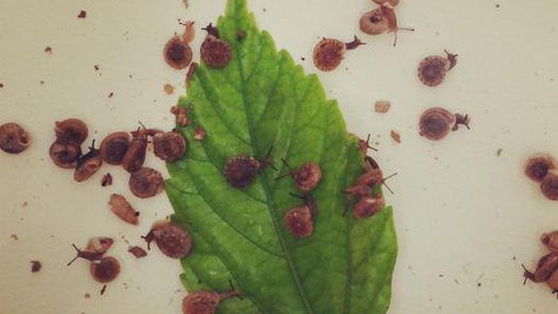 Microscopic view of a single green leaf alongside snails moving in and across it