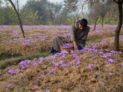A young man sits collecting saffron stems in a meadow filled with purple crocus flowers.