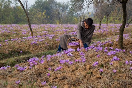 A young man sits collecting saffron stems in a meadow filled with purple crocus flowers.