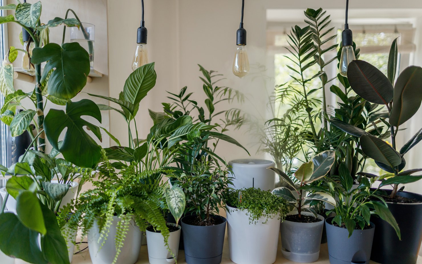 An array of green botanical plants placed in a central table perspective